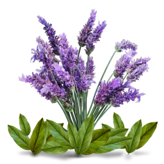 Lavender Tea Tree Clarifying/Acne Skin Cream - Vegan friendly
